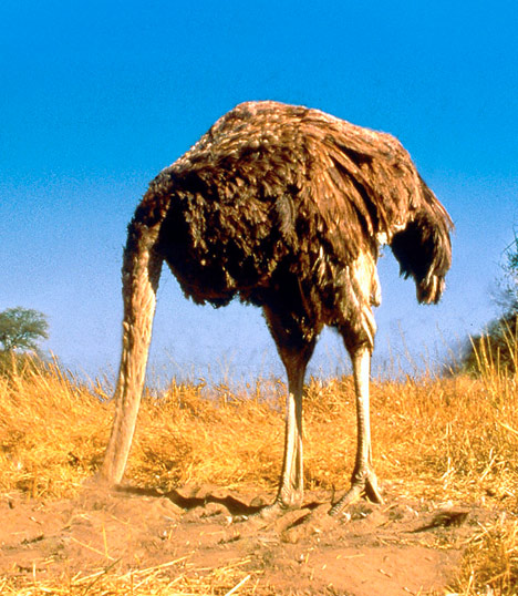 Image of an ostrich with its head in the sand