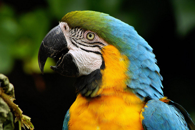 Image of a parrot