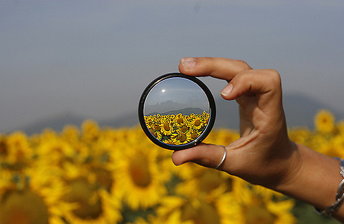 image of flowers through a magnifying glass