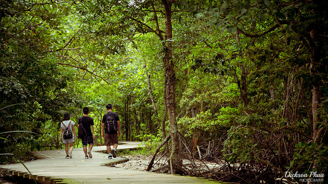Image of people walking through the forest