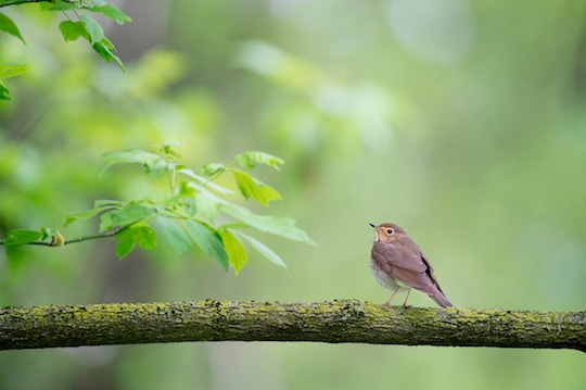 Image of a singing bird on a green tree