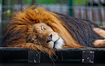 Image of a lion napping