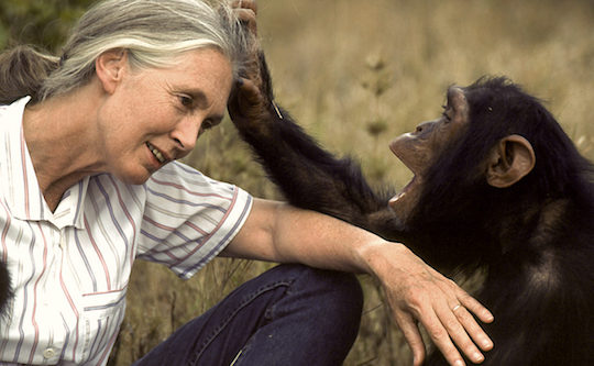 Image of Jane Goodall with a chimp