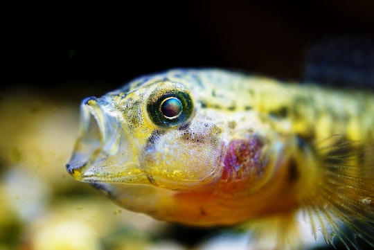 Image of a brightly colored fish with an open mouth