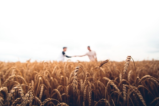 Image of two men in a wheat field