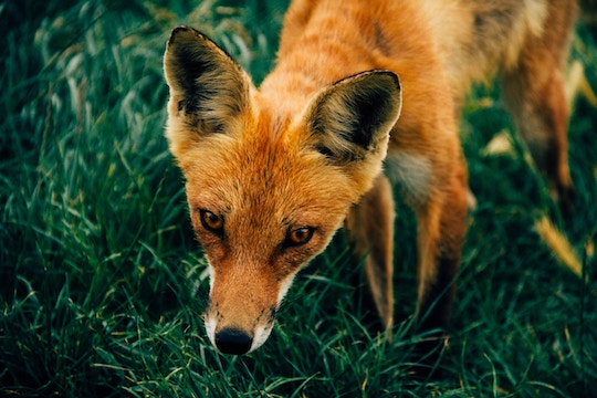 Image of a fox 