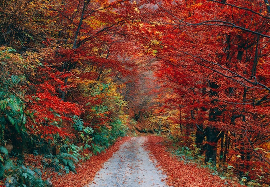 Image of bright autumn leaves