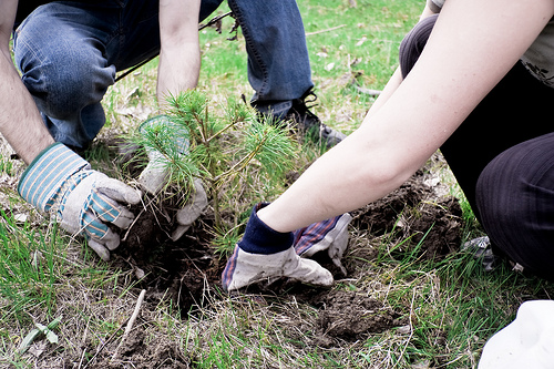 Image of hands planting a small tree