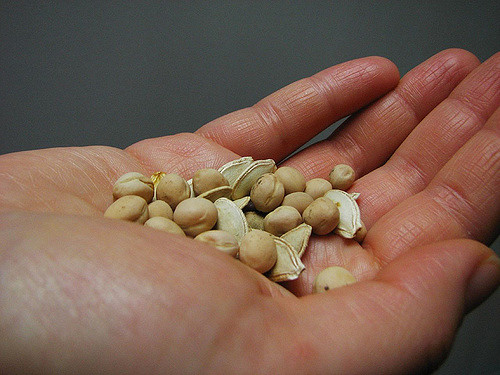 Image of hand holding seeds of greatness