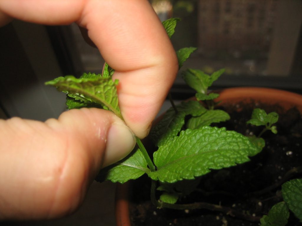 Image of fingers pinching off a new leaf