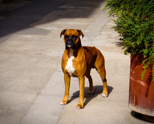 Image of a bulldog