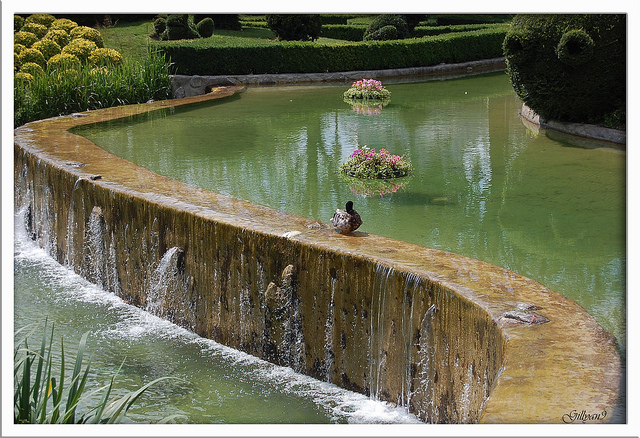 Image of a Zen Pond