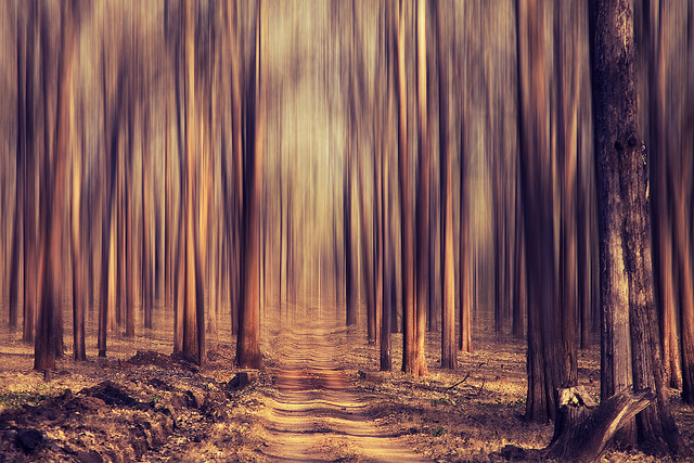 Image of a path in the forest