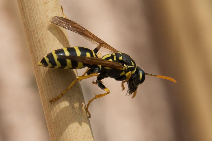 Close-up image of a bee's stinger