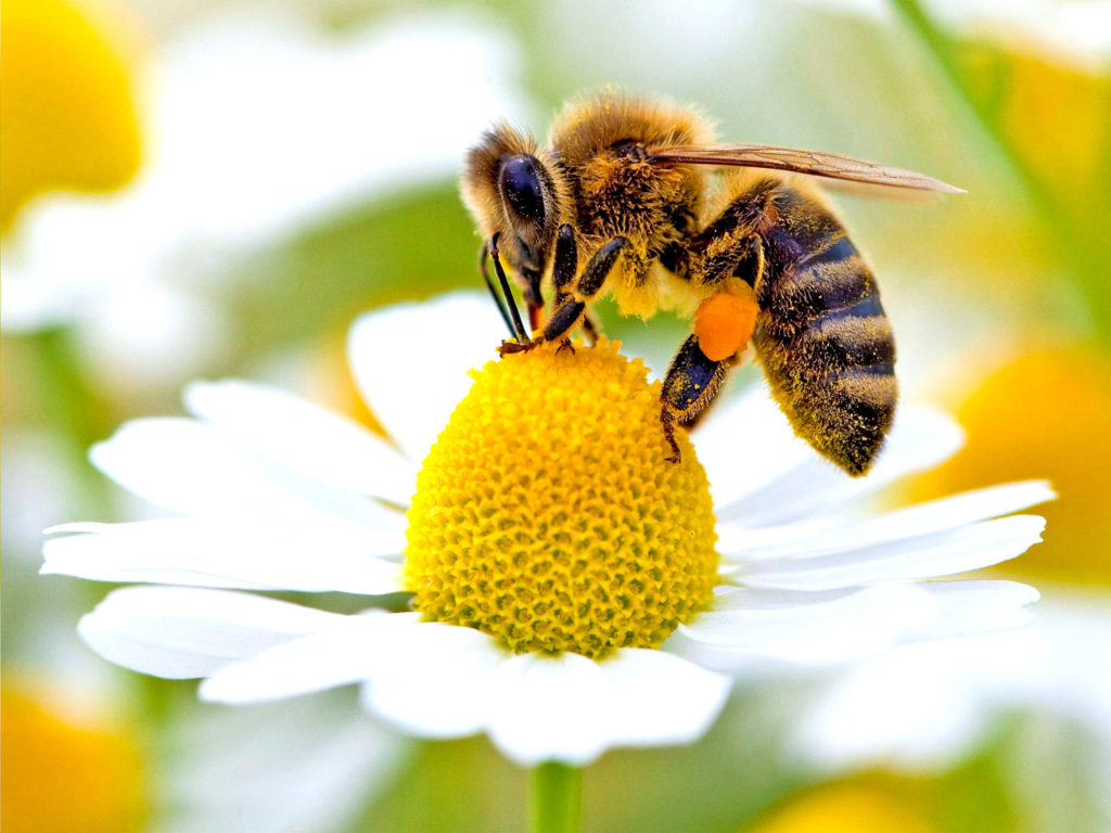 Image of a bee gathering nectar