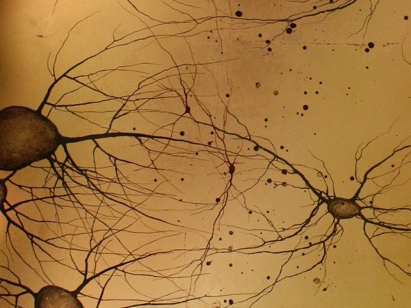 Image of Human Brain Dendrites