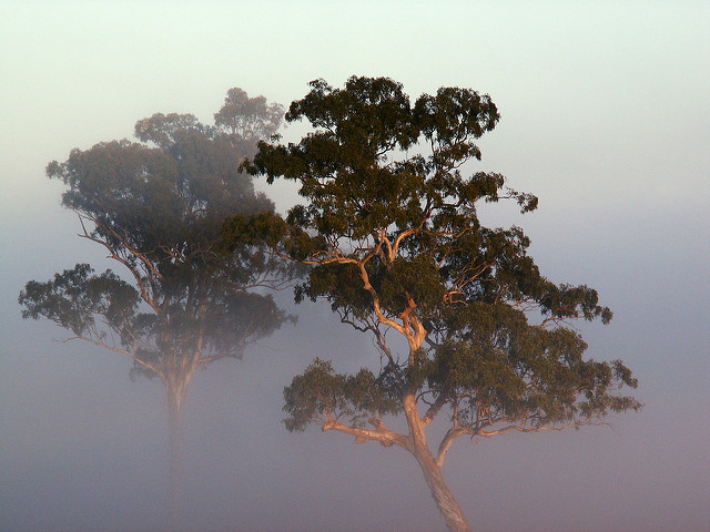 Image of trees in early morning fog