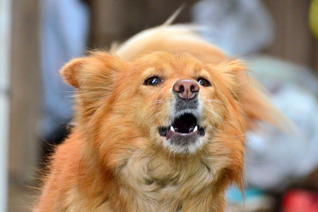 Image of a barking dog