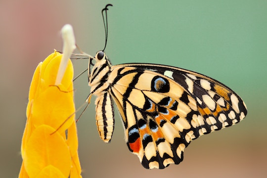 Close-up image of a butterfly