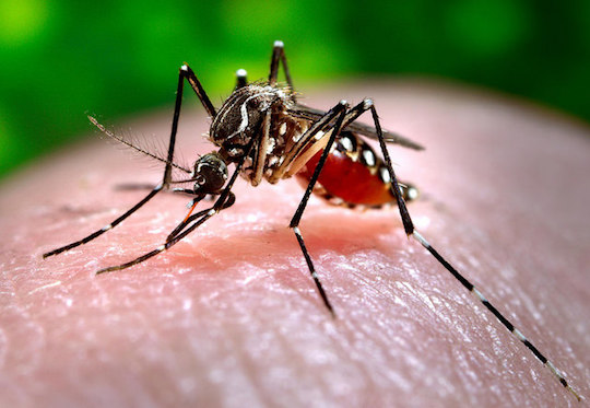 Closeup of a mosquito on human skin