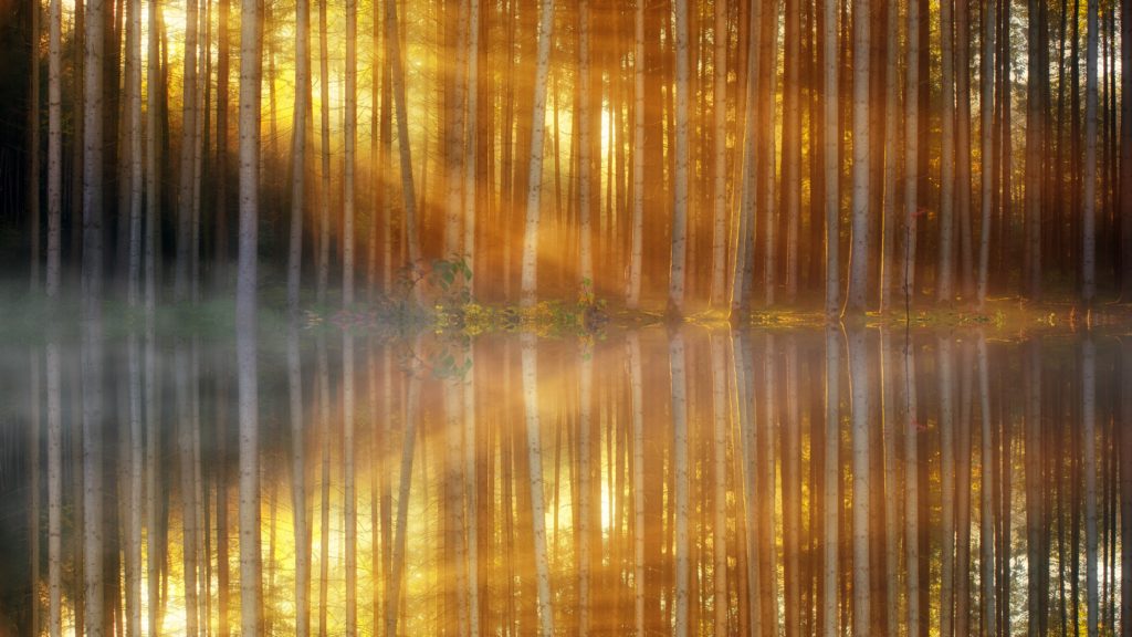 Image of a forest reflected in a lake