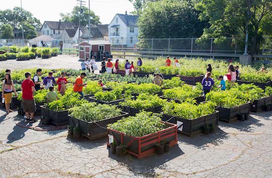 Image of an urban garden