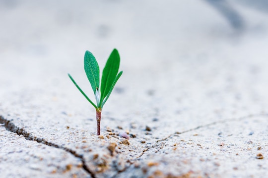 Image of a plant coming through cement