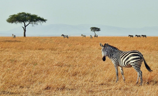 Image of a zebra on the African tundra