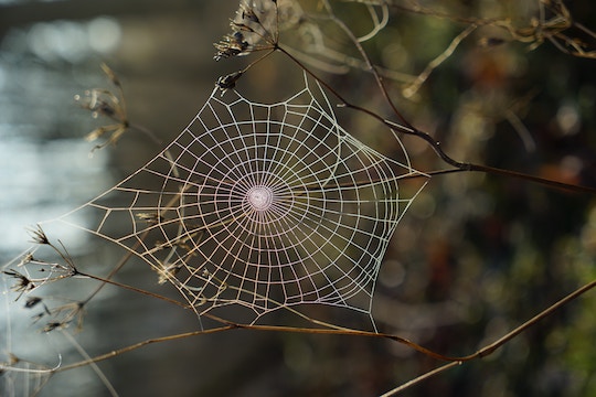 Image of a large spider web