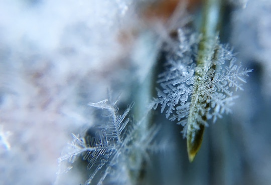 Image of a snowflake on a pine needle