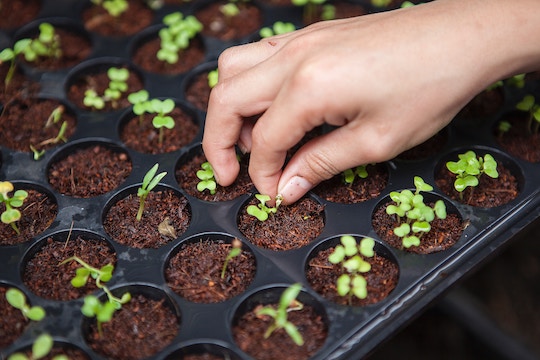 Image of a hand tending tiny plants