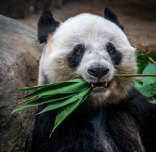 image of a panda eating bamboo leaves