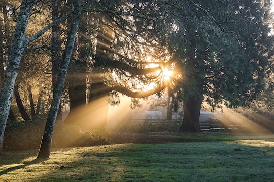 Image of a sunbeam coming through a tree