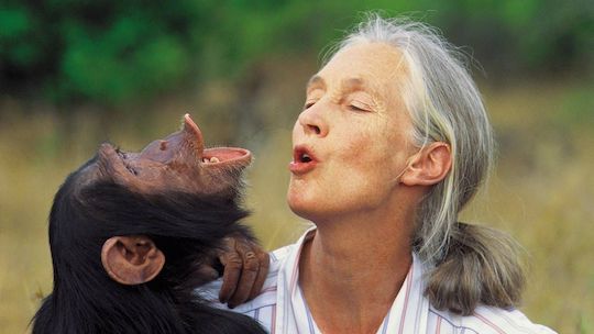 Image of Jane Goodall and a chimp 
